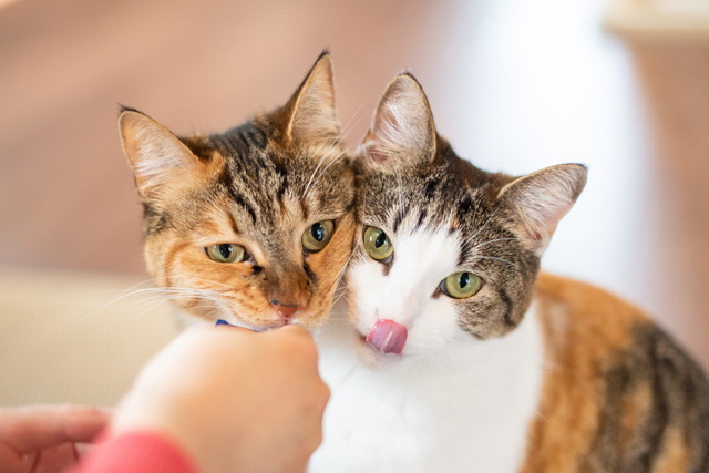 猫が2匹いるお家に行ってきました。 | キュートワンブログ | 千葉県